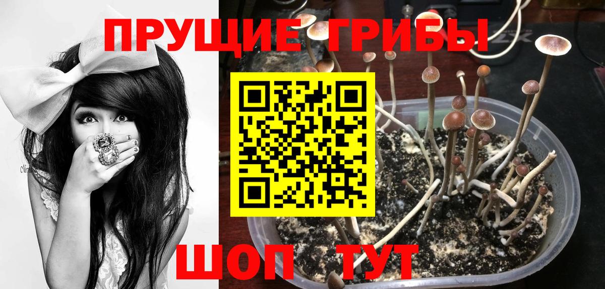 Ярославль  Галлюциногенные грибы Psilocybine cubensis  Галлюциногенные грибы ЛСД  Вход с VPN 